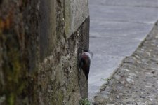 Wallcreeper.jpg