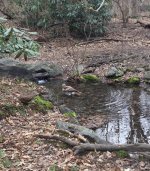 red tailed hawk bathing.jpeg