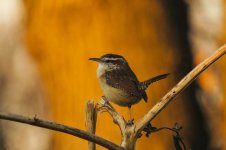 Carolina Wren 2.jpg