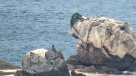 IMG_0319 Osprey @ DB islets.JPG