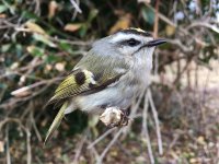 Golden-crowned Kinglet.JPG