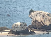 IMG_0321 Osprey @DB Islets.JPG