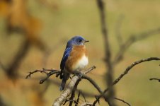 Eastern Bluebird 3.jpg