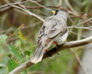 BF Noisy Miner thread.jpg