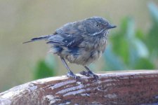 BF White-browed Scrubwren nominate thread.jpg