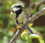 Great Tit 1.JPG