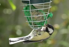 Great Tit 3.JPG