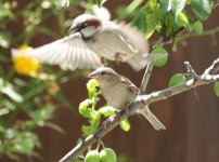 House Sparrow 2.JPG