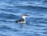 Pigeon Guillemot_Habomai_211219a.jpg