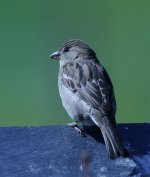 House Sparrow.jpg