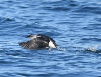 Pigeon Guillemot_Habomai_211219c.jpg