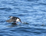 Pigeon Guillemot_Habomai_211219d.jpg