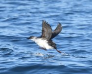 Pigeon Guillemot_Habomai_211219e.jpg