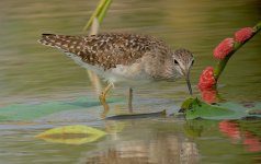 IMG_9572 Wood Sandpiper @ LV.jpg