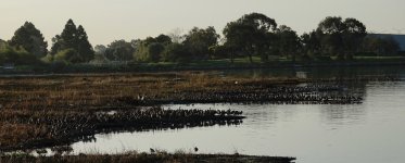 DSC01672 Damon Slough high tide roost @ Oakland.jpg