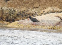 BF Sooty Oystercatcher thread.jpg