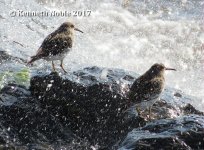 purple sandpipers ex 2017-05-26 08.28.06 (800).jpg