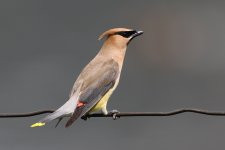 2014_08_05 (9)_Cedar_Waxwing.JPG