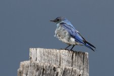 2014_08_06 (18b)_Mountain_Bluebird.JPG