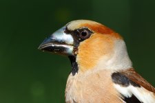 20170619 (59)_Hawfinch.JPG