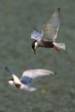 20170621 (93)_Whiskered_Tern.JPG