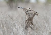 Kori Bustard.jpg