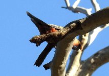 BF Crimson Rosella, Adelaide thread.jpg