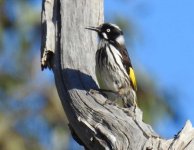 BF New Holland Honeyeater thread.jpg