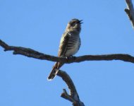 BF Horsfield's Bronze Cuckoo thread.jpg