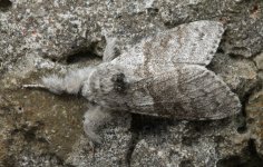 Pale Tussock 003 (reduced).JPG