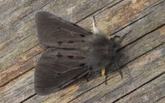 Muslin Moth 002 (reduced).JPG