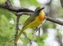 Orange-breasted Bushshrike 2.jpg