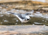 Mountain wagtail.jpg