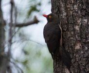 Red-billed Oxpecker.jpg