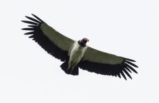 King Vulture.jpg