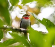 Red-banded Fruiteater.jpg