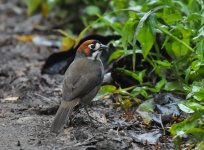 Cabanis's Ground Sparrow.jpg