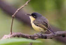 Common Tody Flycatcher.jpg