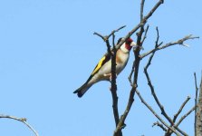 BF European Goldfinch thread.jpg