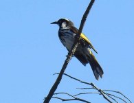 BF New Holland Honeyeater1 thread.jpg