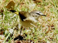 BF Yellow-rumped Thornbill thread.jpg