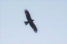 black kite2.jpg