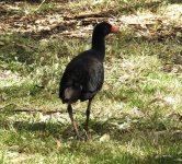 BF Australian Swamphen thread.jpg