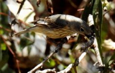 BF Rufous Whistler female thread.jpg