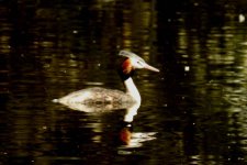 BF Great Crested Grebe thread.jpg