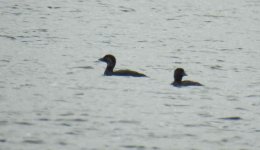 BF Musk Duck 1 thread.jpg