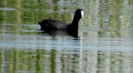 BF Eurasian Coot thread.jpg