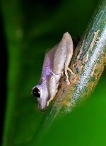 Frog-Selva-Verde-night-walk-Costa-Rica.jpg