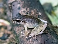 Frog-Selva-Verde-Lodge.jpg