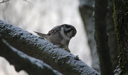 01 Hawk Owl (07.12.13).JPG